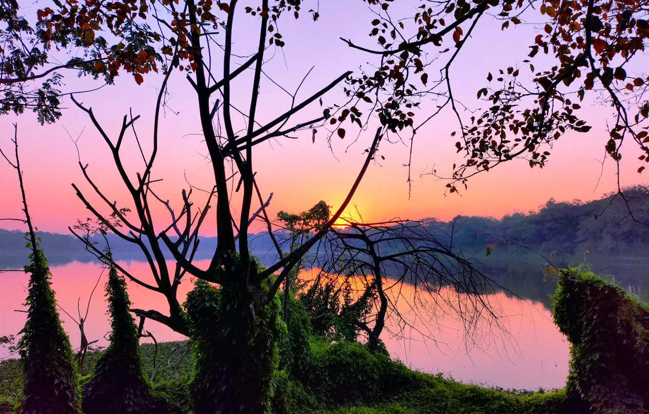 Photo wallpaper Sun, Water, Sunrise, Dawn, Morning, Lake, Trees, Reflection