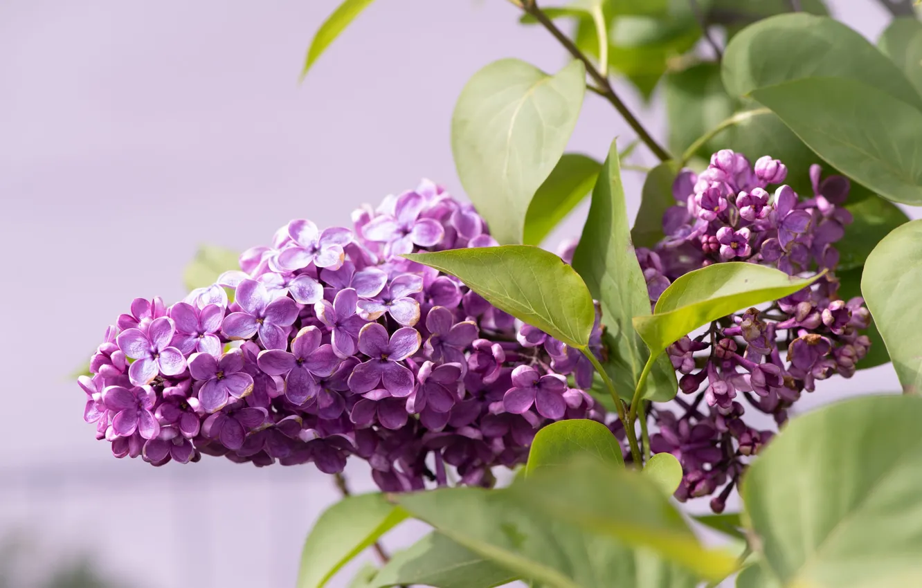 Photo wallpaper leaves, flowers, branches, branch, spring, flowering, lilac