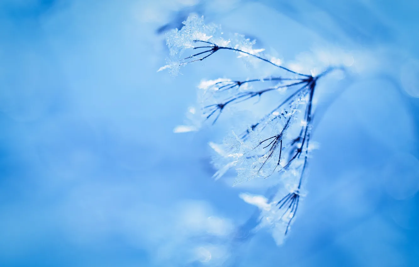Photo wallpaper winter, frost, sprig, plant, crystals