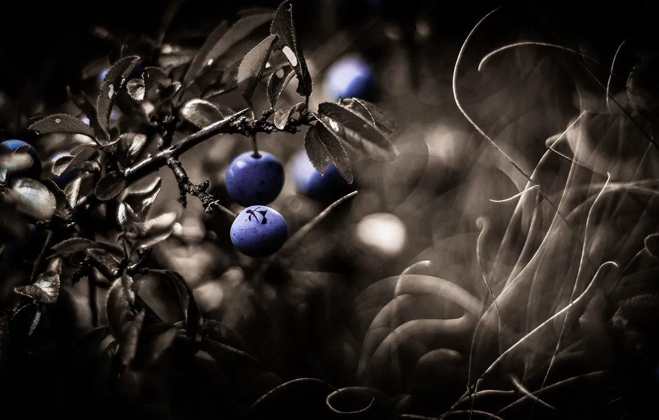Photo wallpaper branches, berries, bokeh