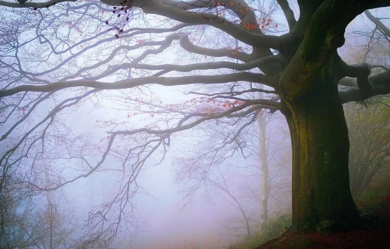 Photo wallpaper autumn, forest, fog, England, November, Malvern Hills
