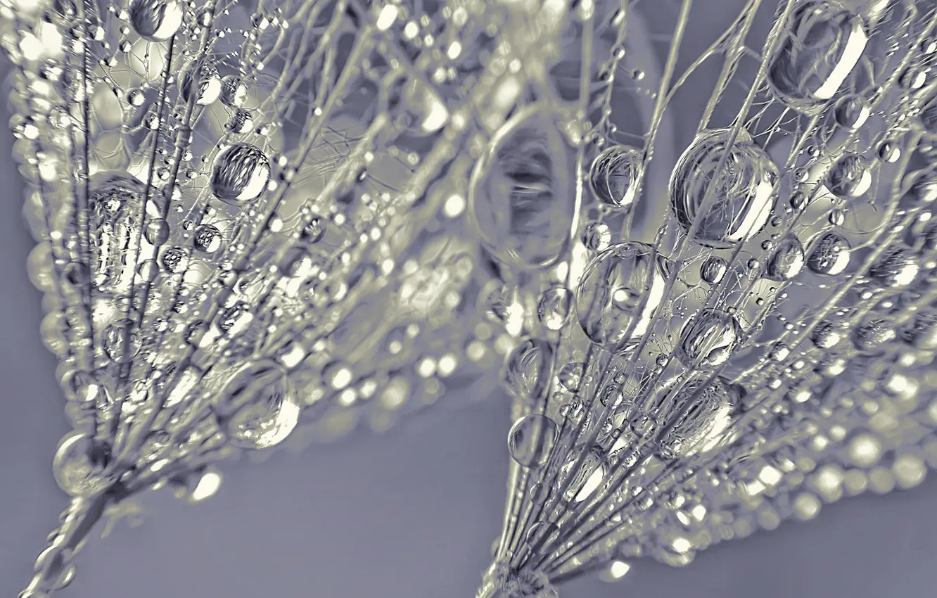 Photo wallpaper macro, droplets, dandelion, macro, dandelion, dewdrops, Dew Drops