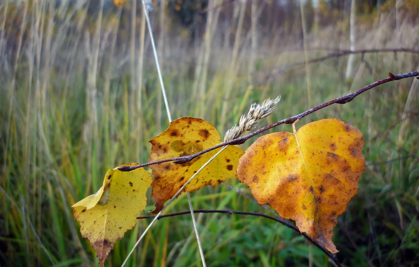 Photo wallpaper autumn, leaves, macro, nature