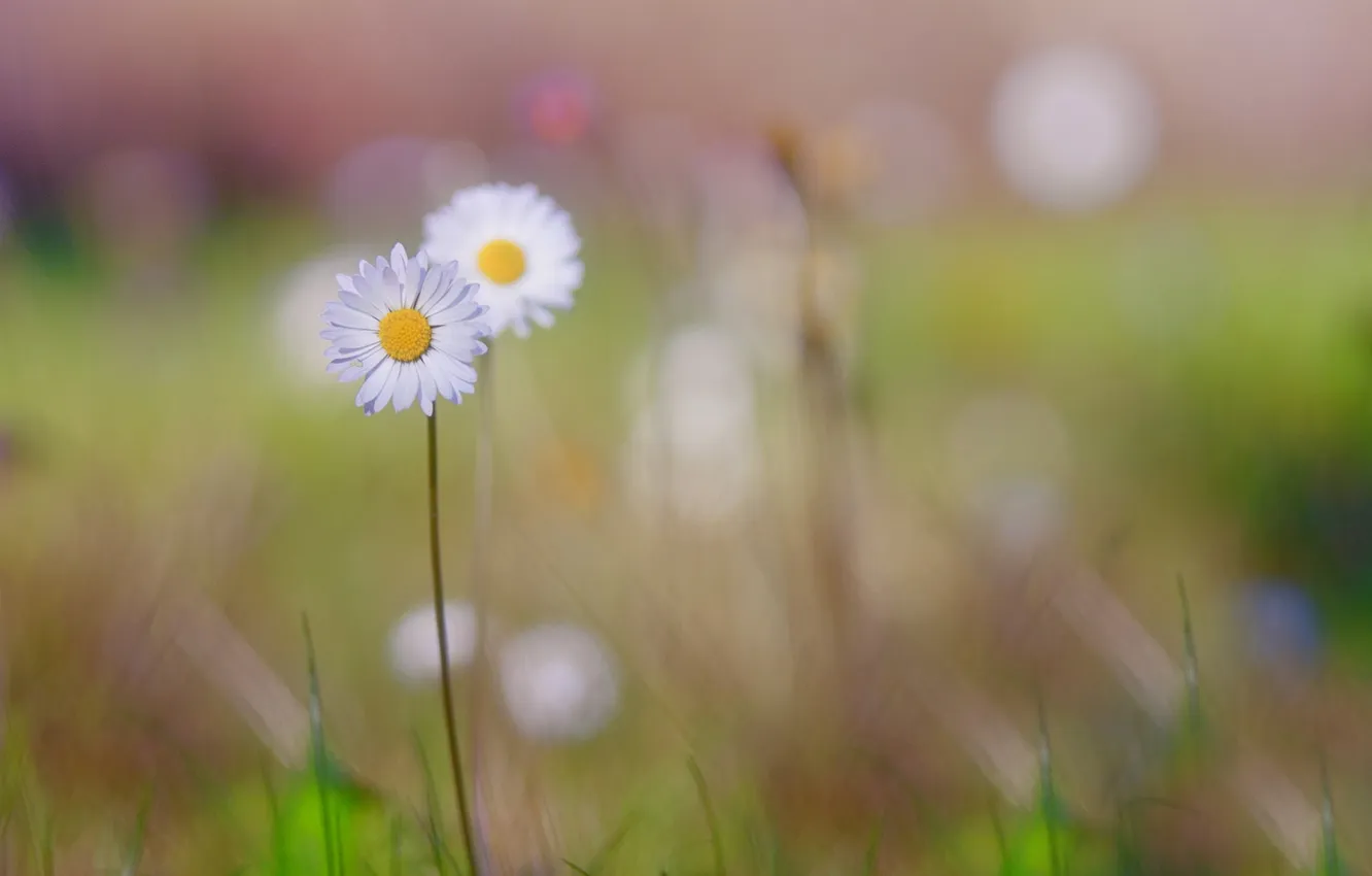 Photo wallpaper field, summer, grass, macro, flowers, plant, chamomile
