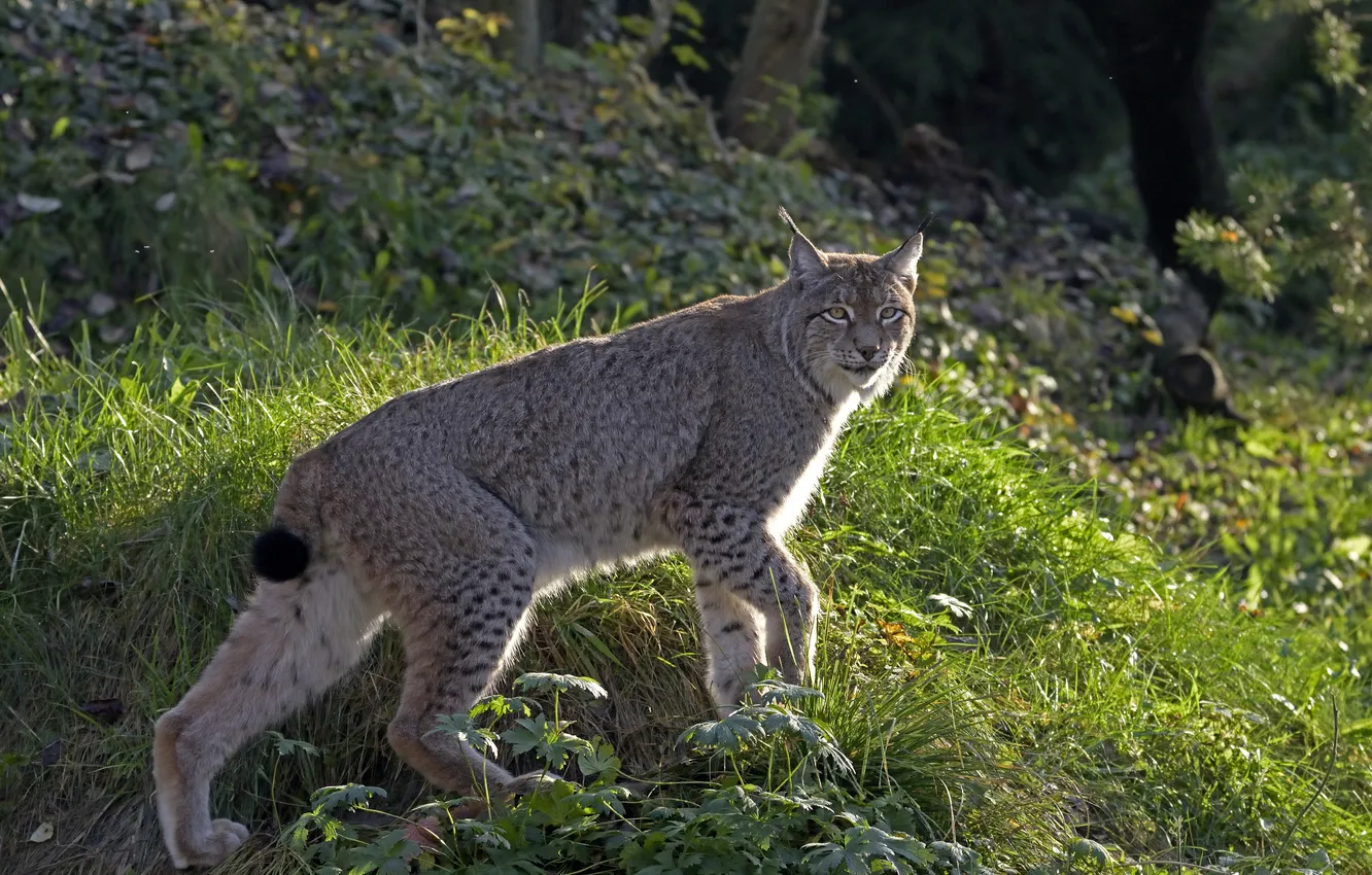 Photo wallpaper cat, grass, look, lynx