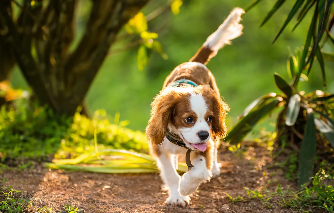 Photo wallpaper look, each, dog