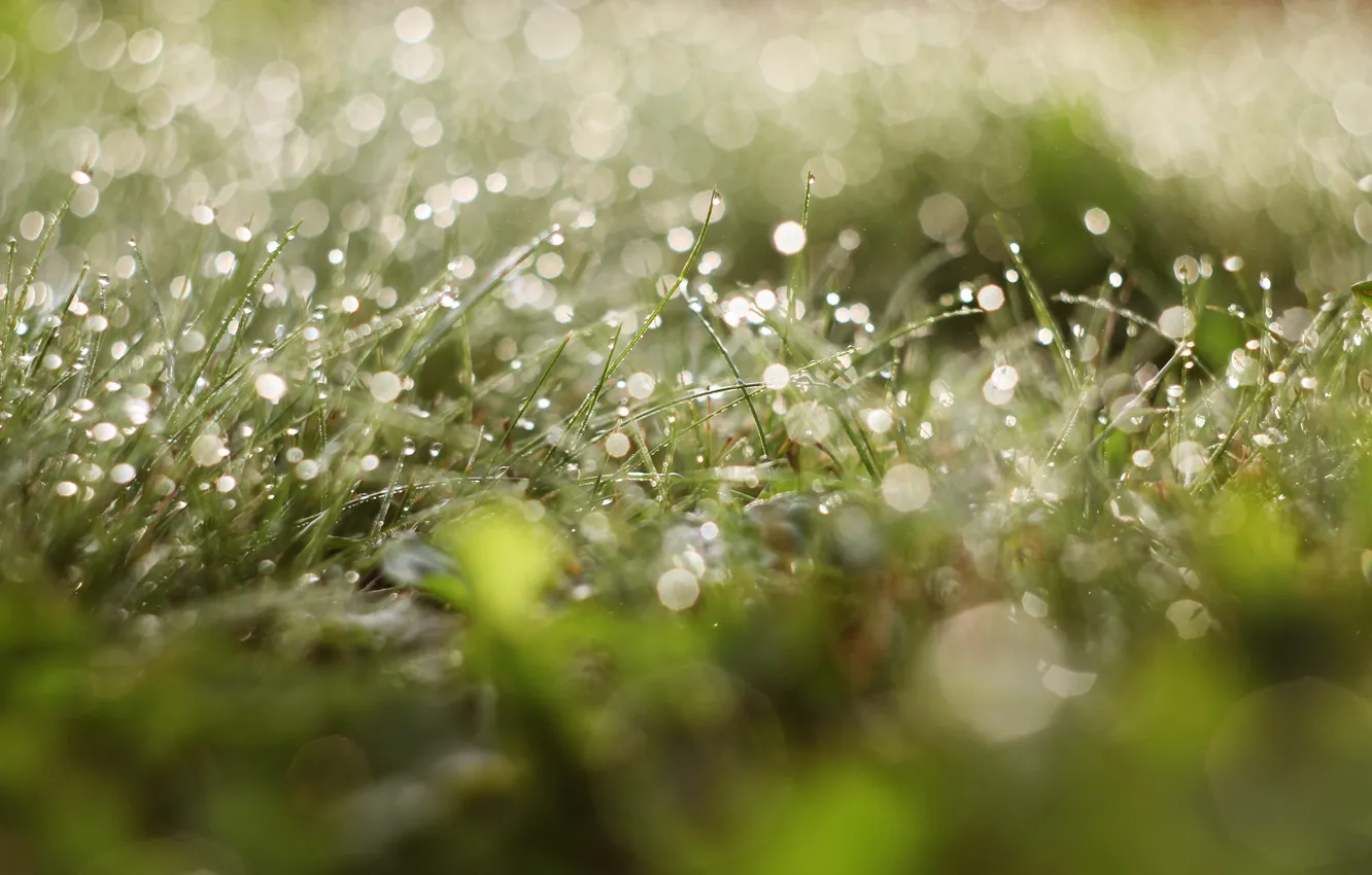Photo wallpaper greens, grass, drops, macro, freshness, green, Rosa, glare