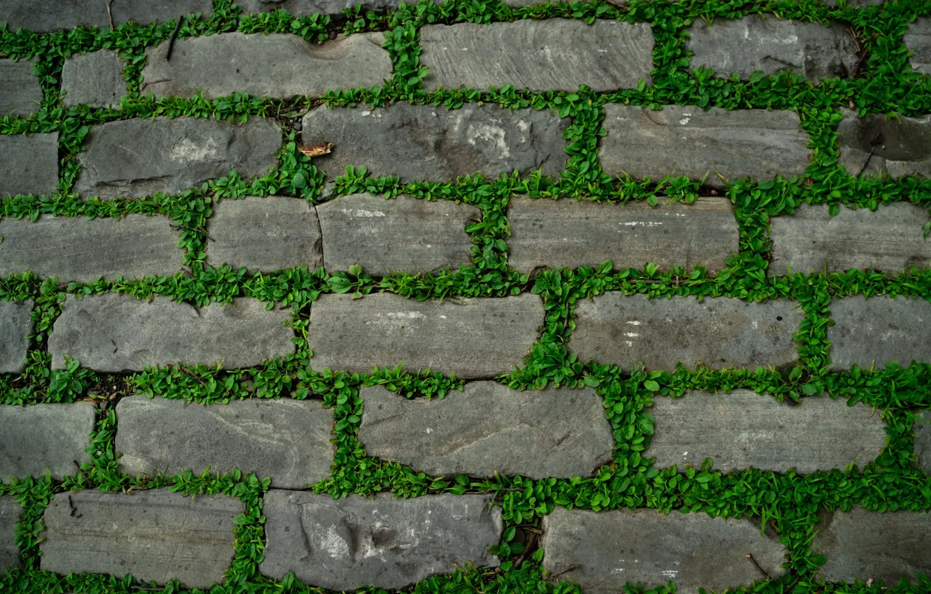 Photo wallpaper grass, stones, track