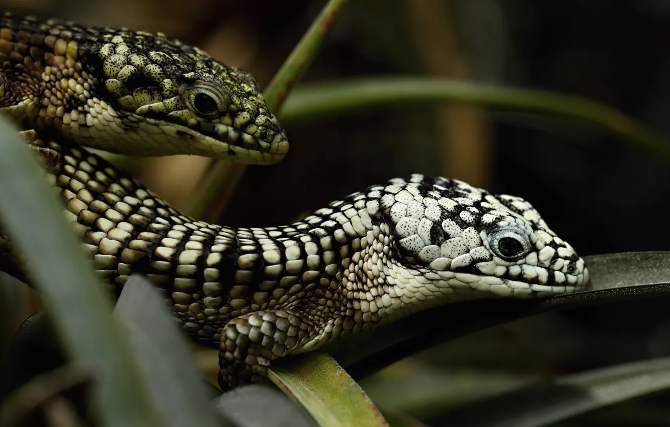 Photo wallpaper look, leaves, the dark background, two, portrait, lizard, pair, black and white