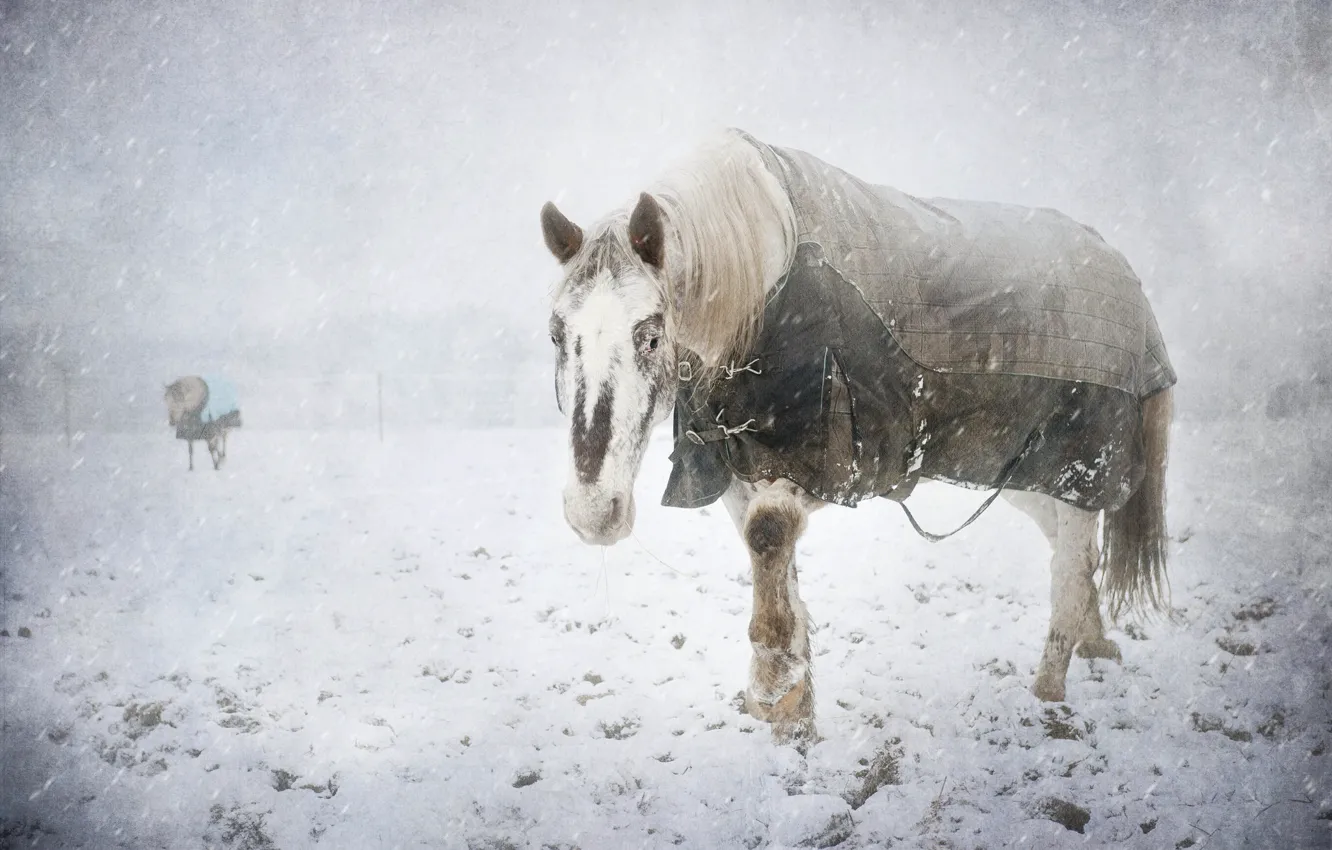 Photo wallpaper cold, winter, snow, horse