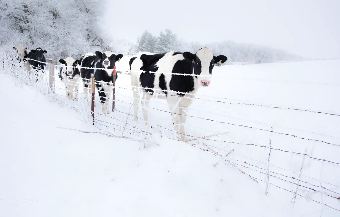 Photo wallpaper winter, snow, the fence, cows