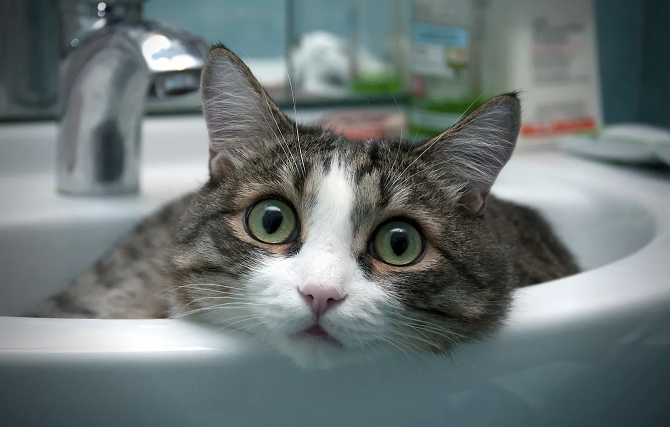 Photo wallpaper cat, room, bathroom, sink