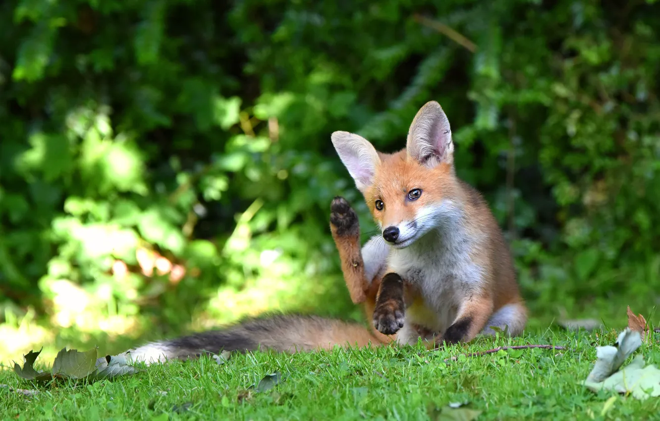 Photo wallpaper greens, leaves, nature, pose, paws, Fox, sitting, Fox
