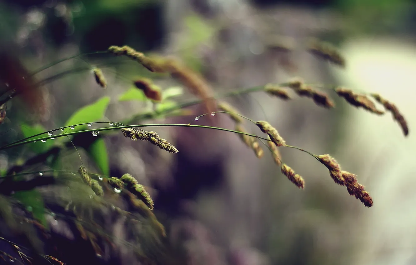Photo wallpaper grass, drops, macro, spikelets