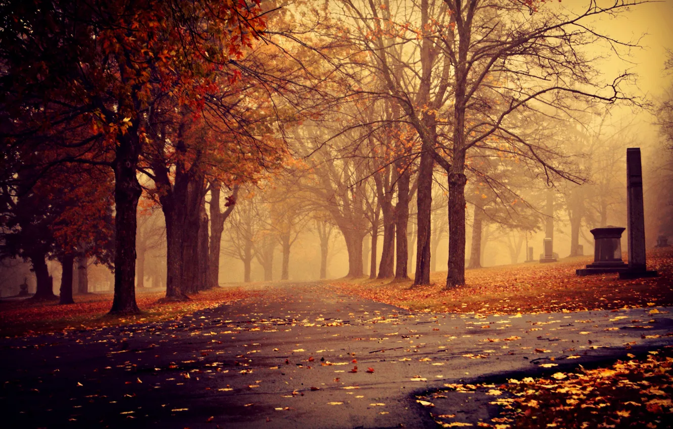 Photo wallpaper autumn, leaves, trees, fog, Park, overcast, track