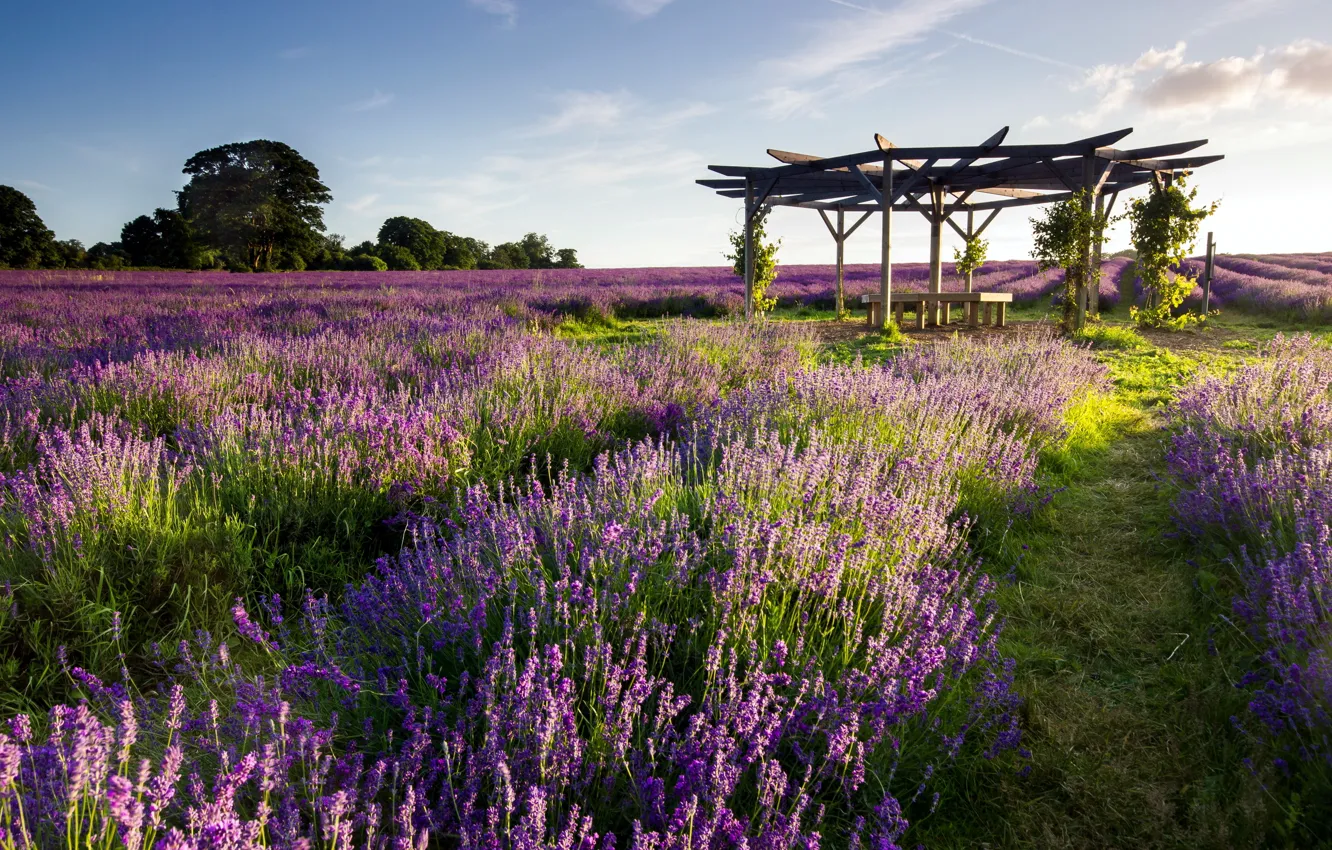 Photo wallpaper field, landscape, lavender, watch