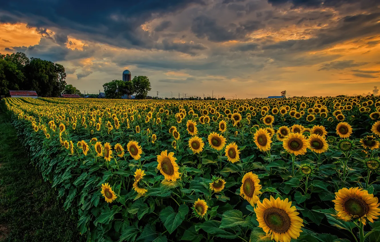 Photo wallpaper field, summer, the sky, clouds, trees, sunflowers, sunset, flowers