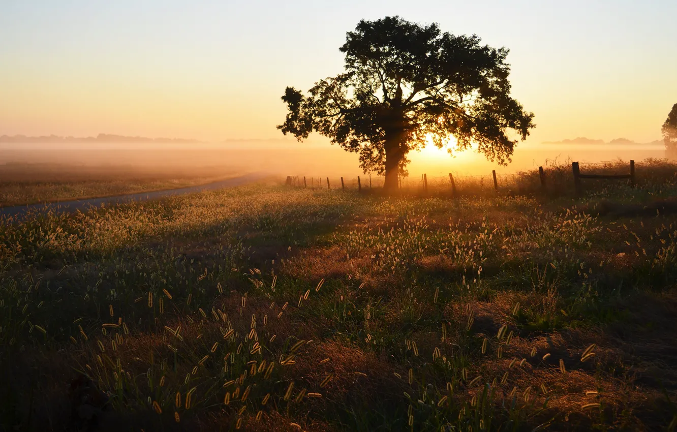 Photo wallpaper field, the sun, trees, sunset, dawn