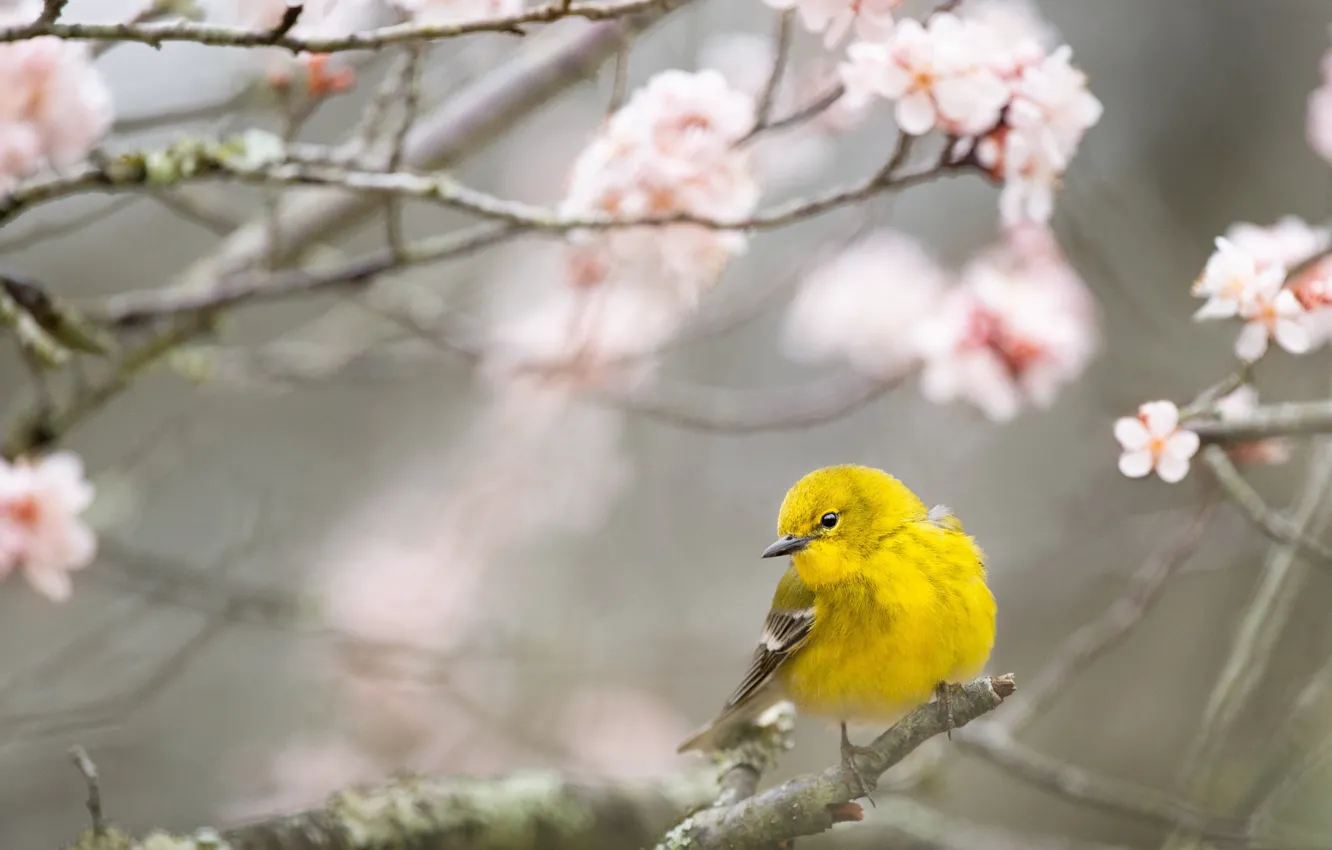 Photo wallpaper bird, garden, flowering