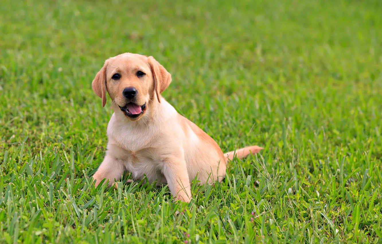 Photo wallpaper greens, language, grass, baby, puppy, Labrador, dog, juicy