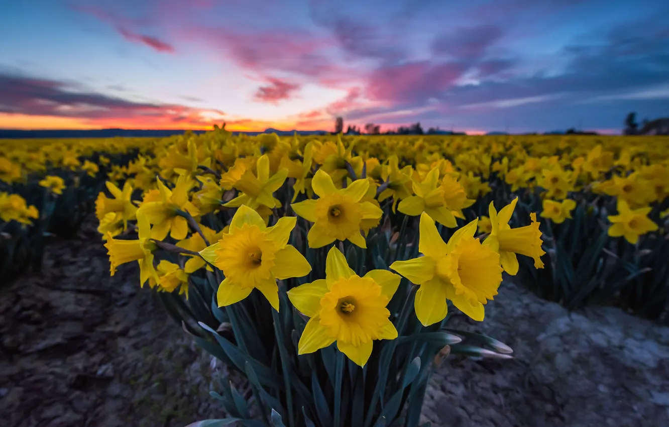 Photo wallpaper flowers, sunrise, dawn, morning, daffodils, plantation, Washington State, Skagit Valley
