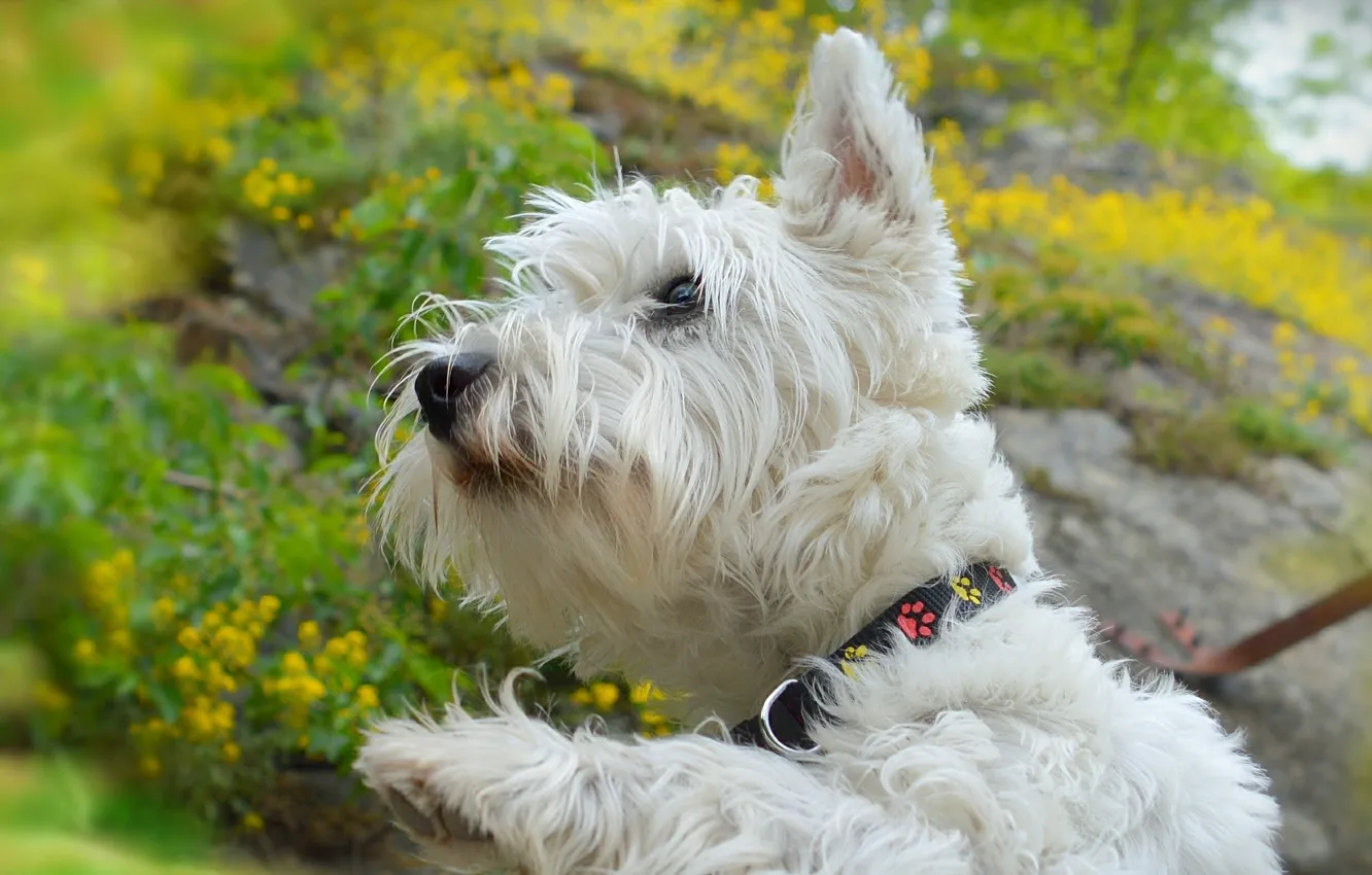 Photo wallpaper dog, dog, The West highland white Terrier