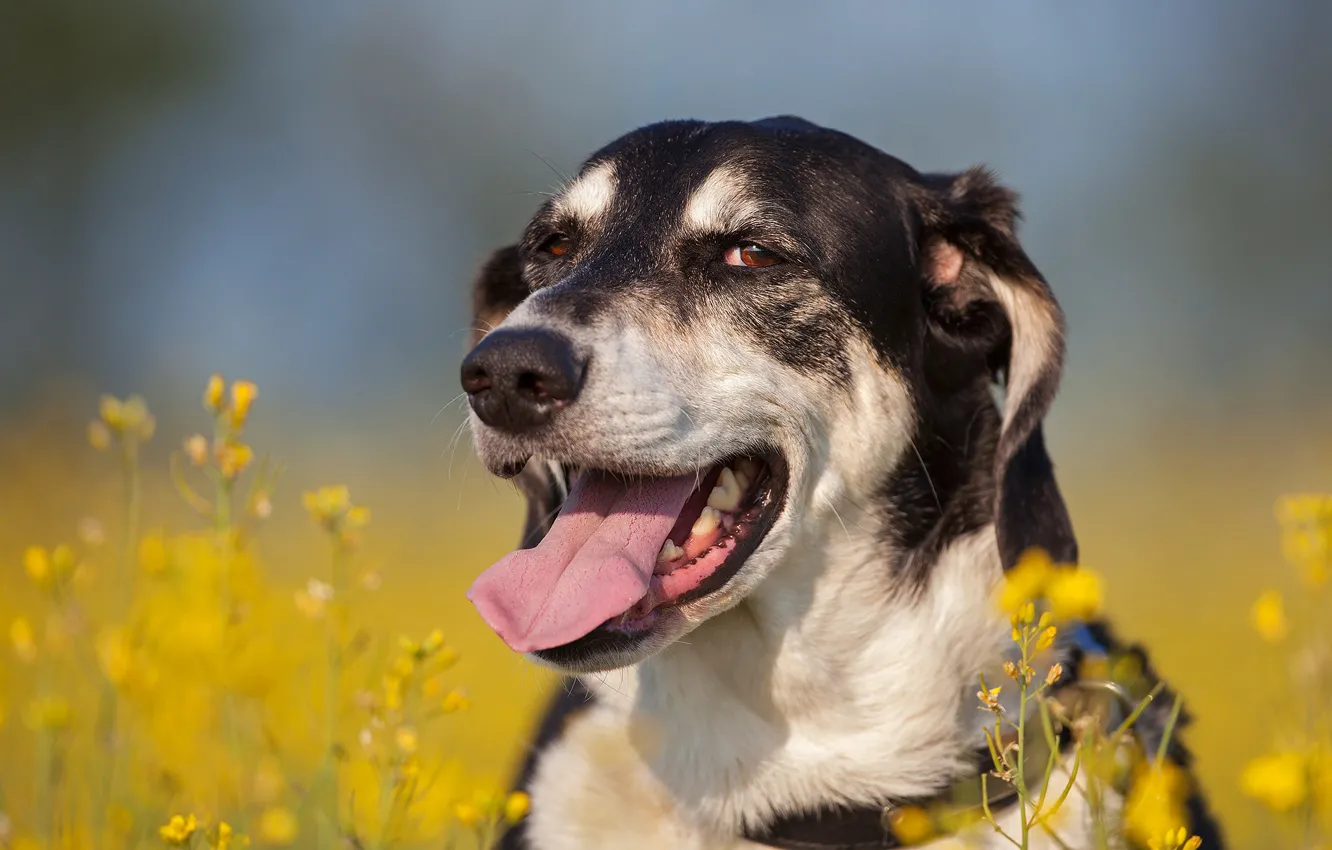Photo wallpaper language, face, flowers, dog, bokeh