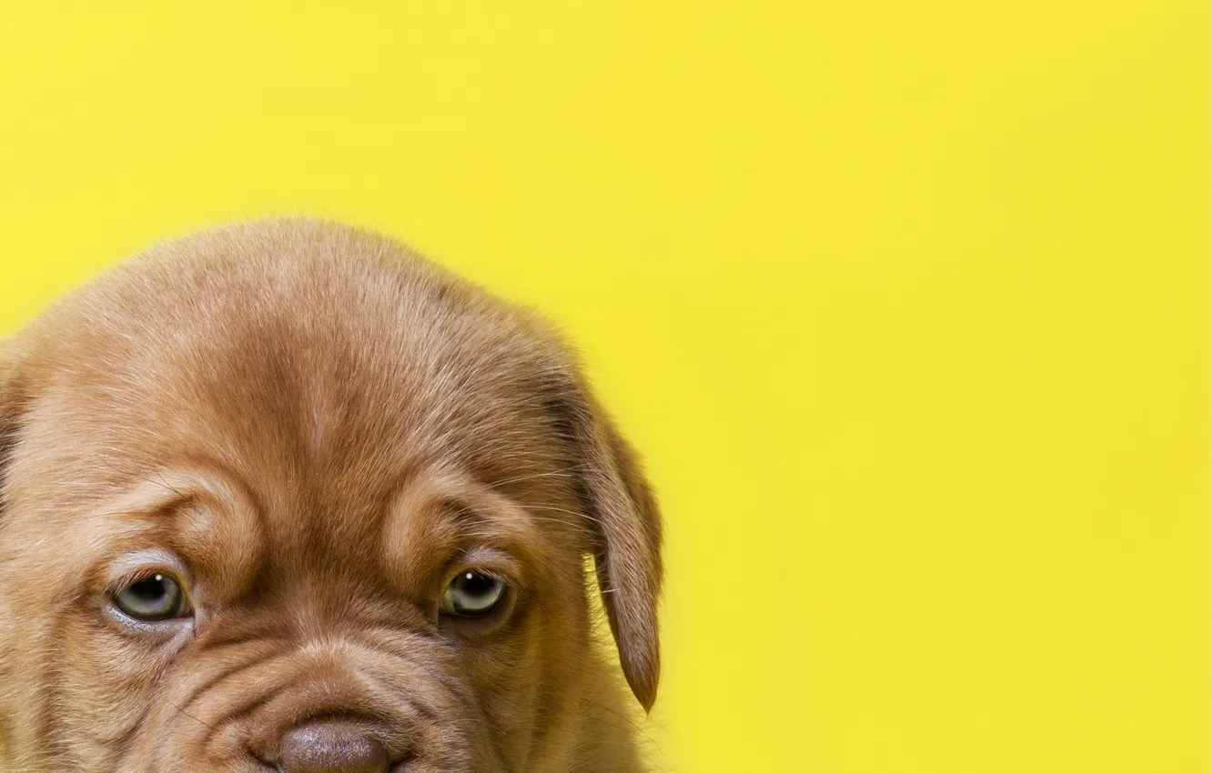 Photo wallpaper look, pose, background, portrait, dog, baby, puppy, face