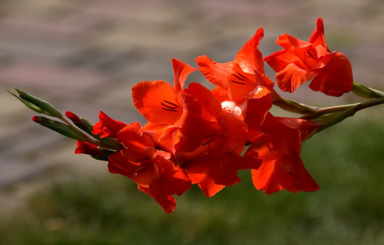 Photo wallpaper summer, grass, light, flowers, red, background, lawn, bright
