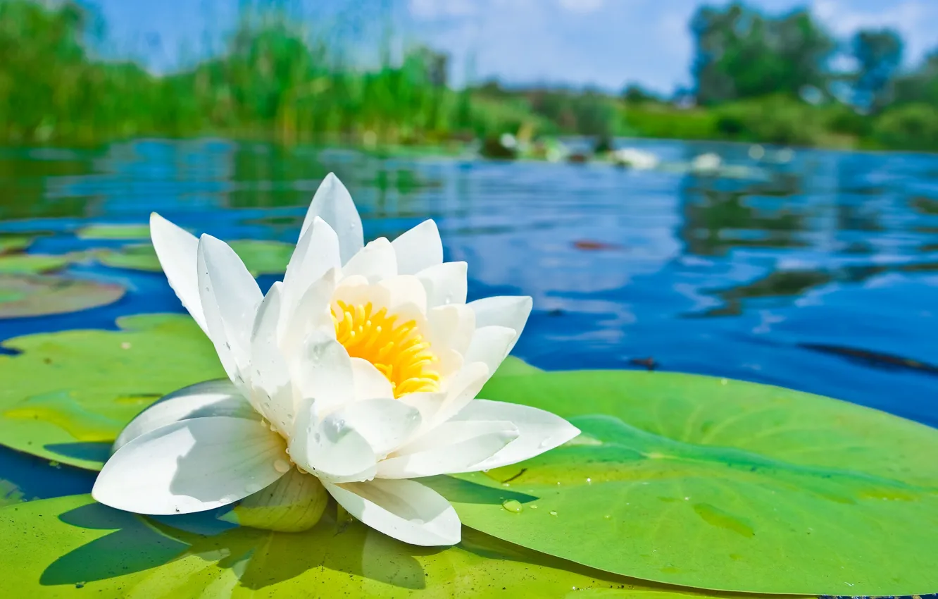 Photo wallpaper flower, pond, petals, Lotus, Lily, white, pond, water Lily