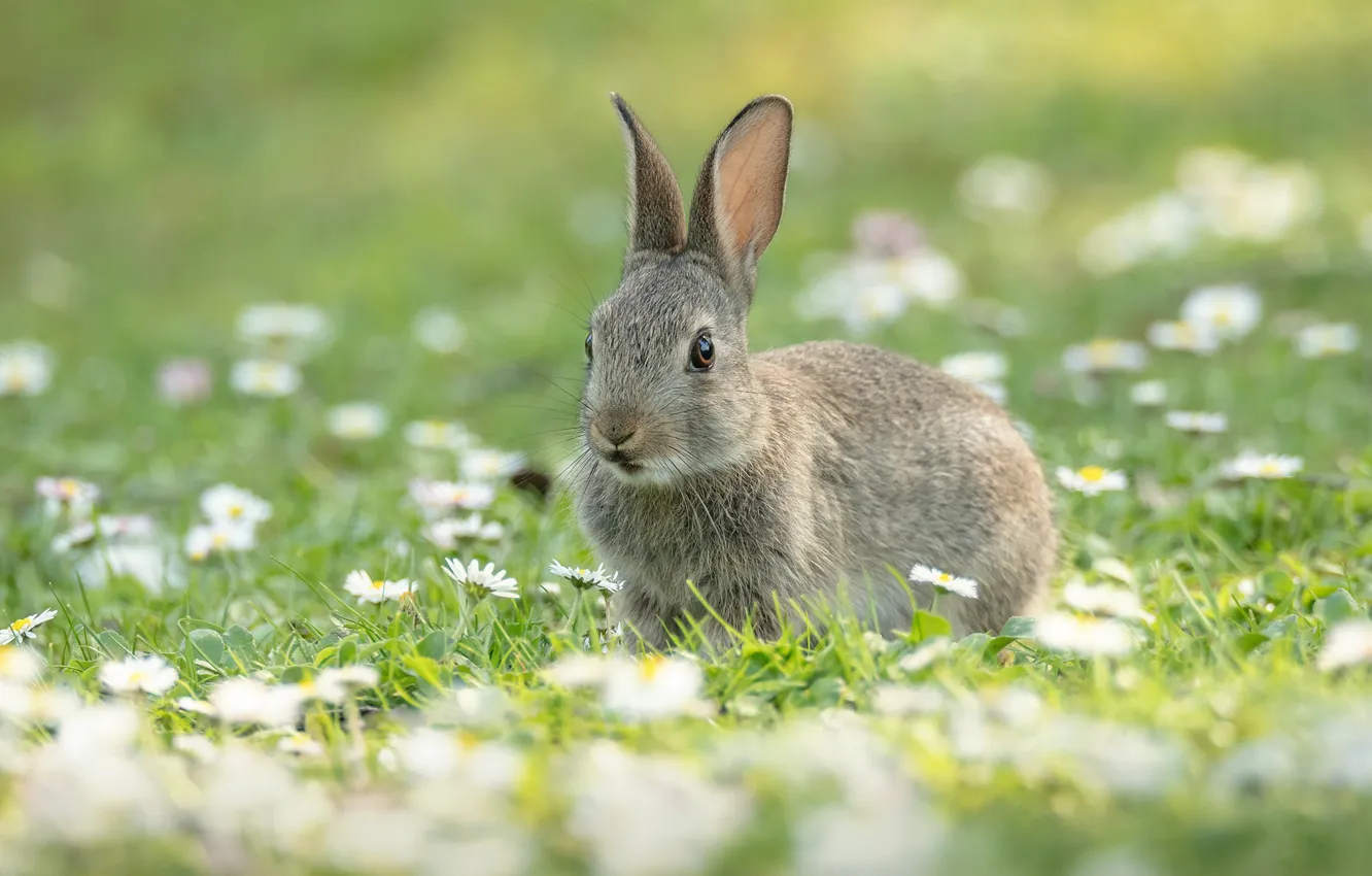 Photo wallpaper summer, flowers, grey, glade, hare, chamomile, spring, rabbit