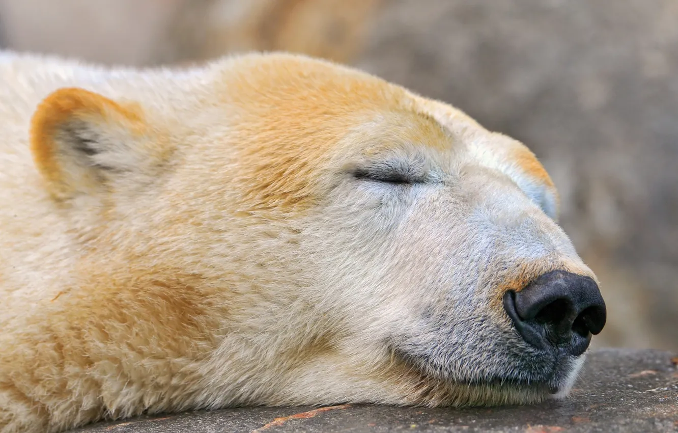 Photo wallpaper polar bear, sleeping polar bear, sleeping bear