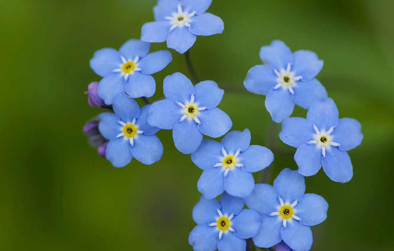 Photo wallpaper summer, flowers, blue, field, forget-me-nots