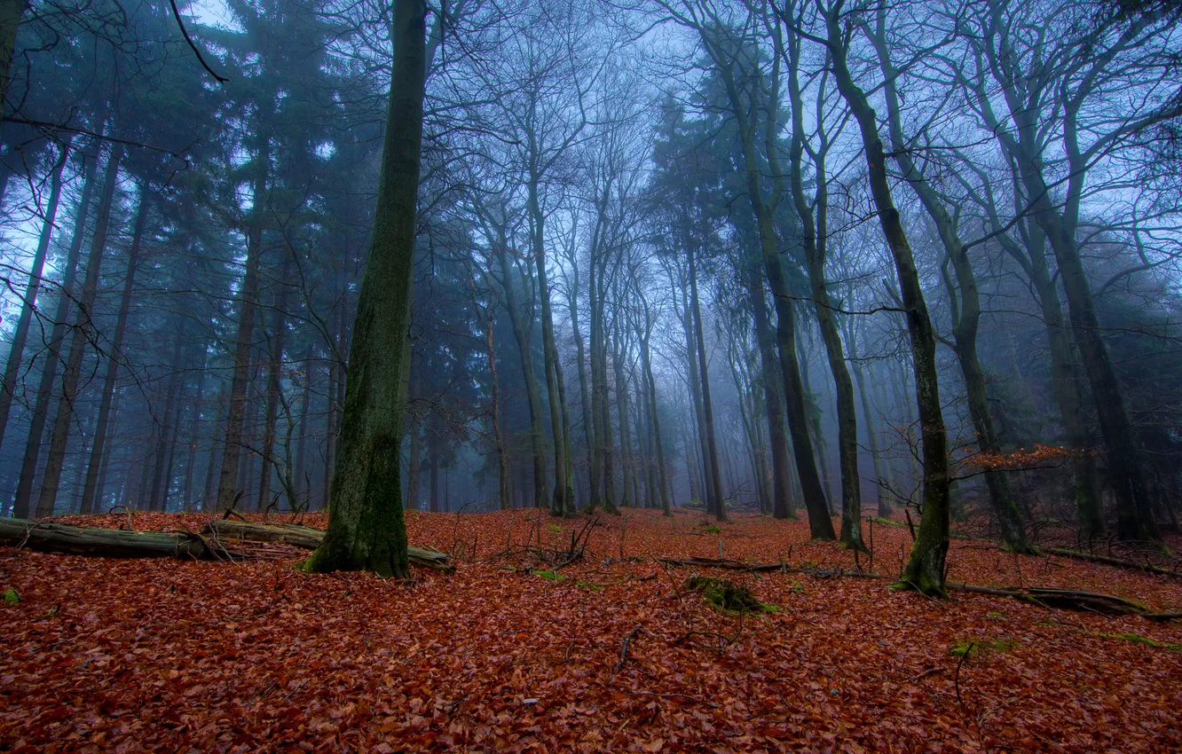 Photo wallpaper forest, leaves, trees, nature, foliage, leaf, the evening, beautiful Wallpaper