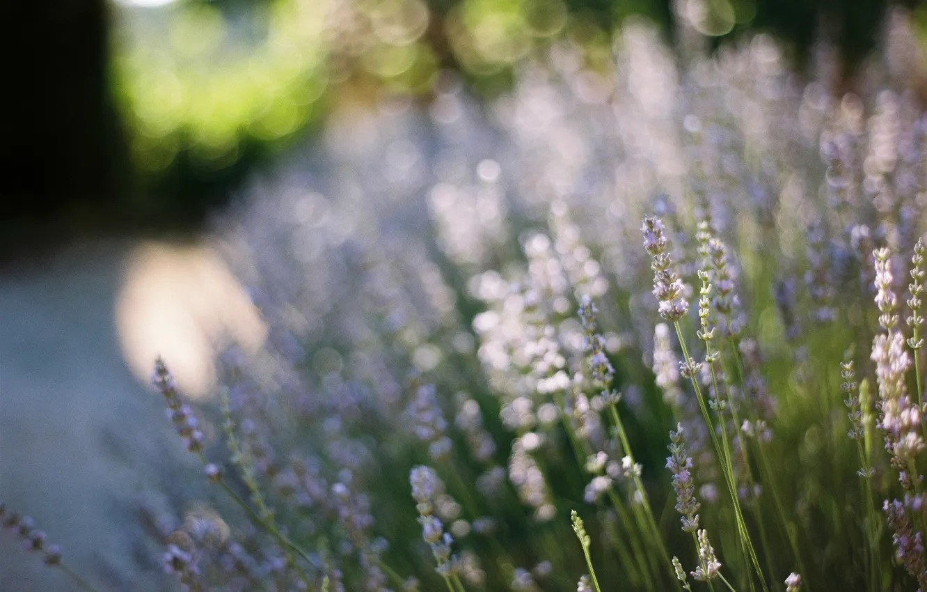 Photo wallpaper flowers, lavender, bokeh, Lavandula
