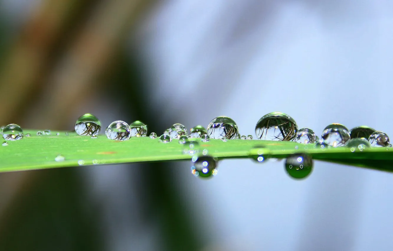 Photo wallpaper macro, landscape, nature