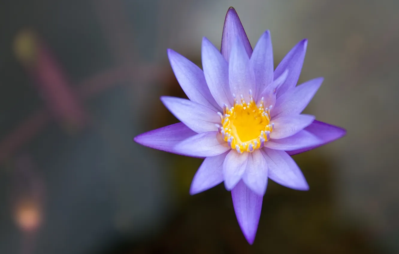 Photo wallpaper water, flowers, pond, lilac, water Lily