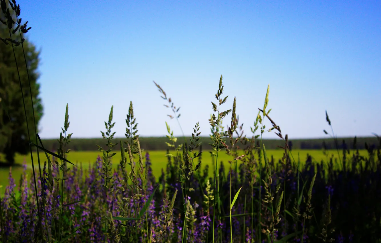Photo wallpaper field, forest, the sky, flowers