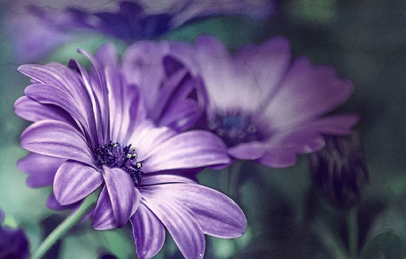 Photo wallpaper purple, flowers, chamomile, flower, flowers, purple, Daisy