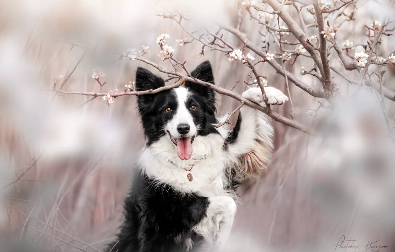 Photo wallpaper nature, animal, dog, branch, spring, flowering, dog, the border collie