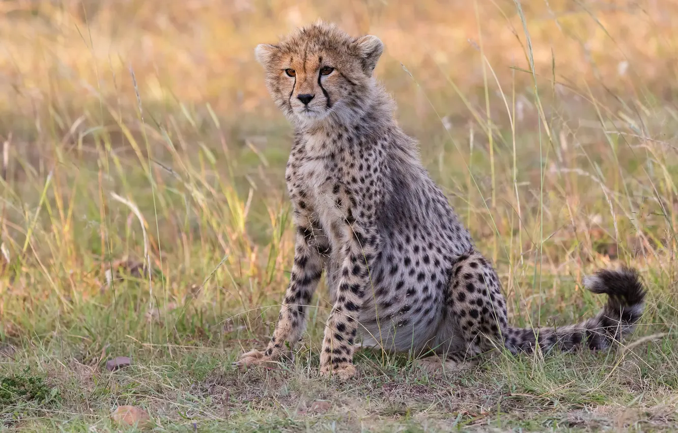 Photo wallpaper grass, glade, Cheetah, cub, sitting