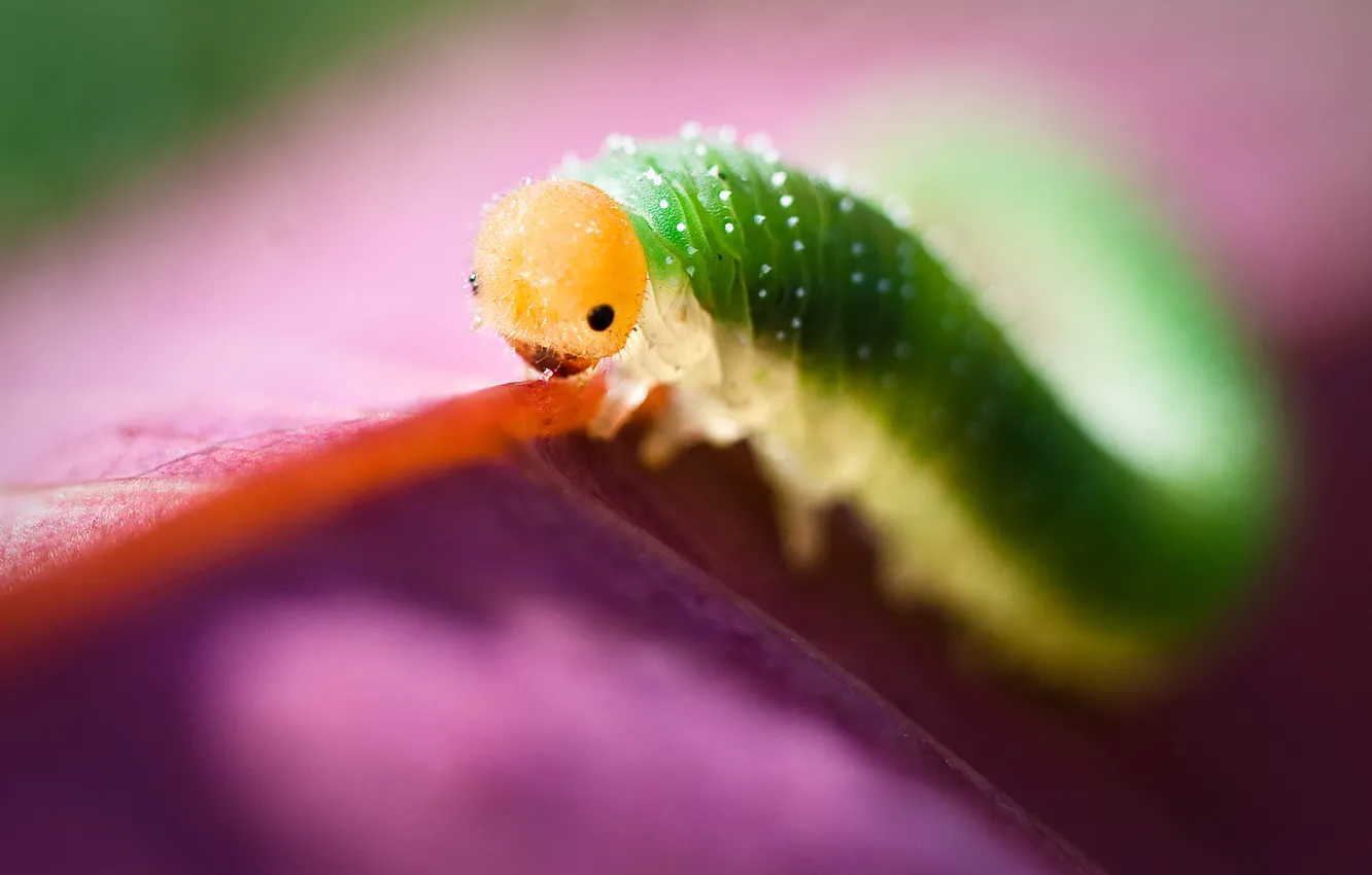 Photo wallpaper eyes, caterpillar, leaf, color