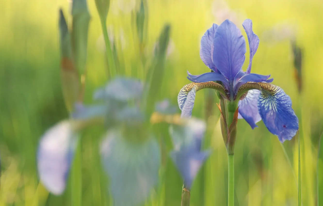 Photo wallpaper flowers, background, lilac, iris