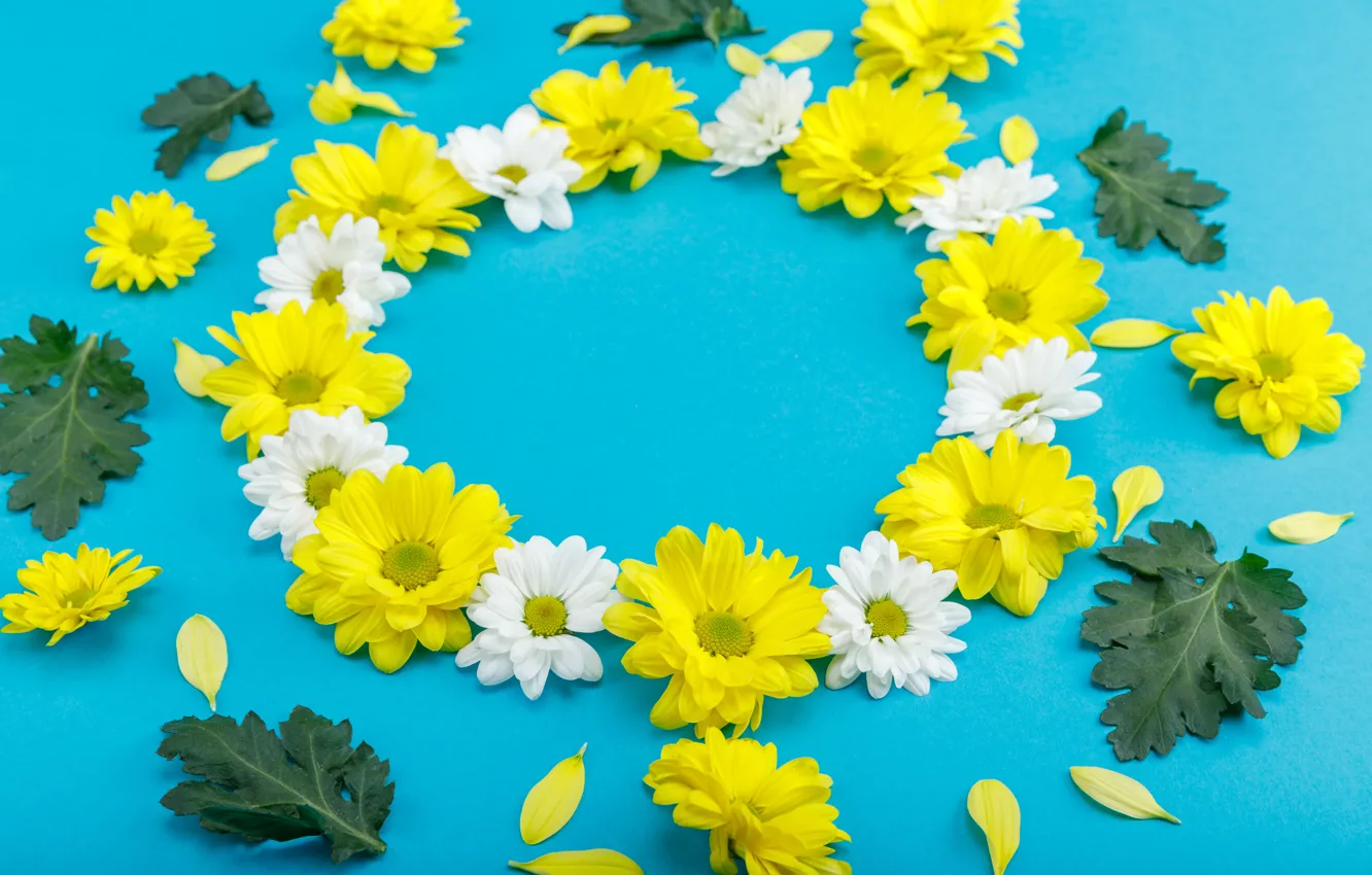 Photo wallpaper flowers, chrysanthemum, petals leaves