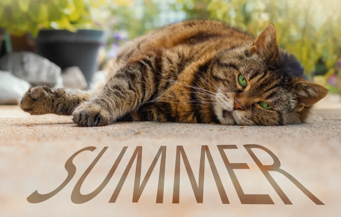 Photo wallpaper cat, summer, cat, look, face, pose, grey, the inscription
