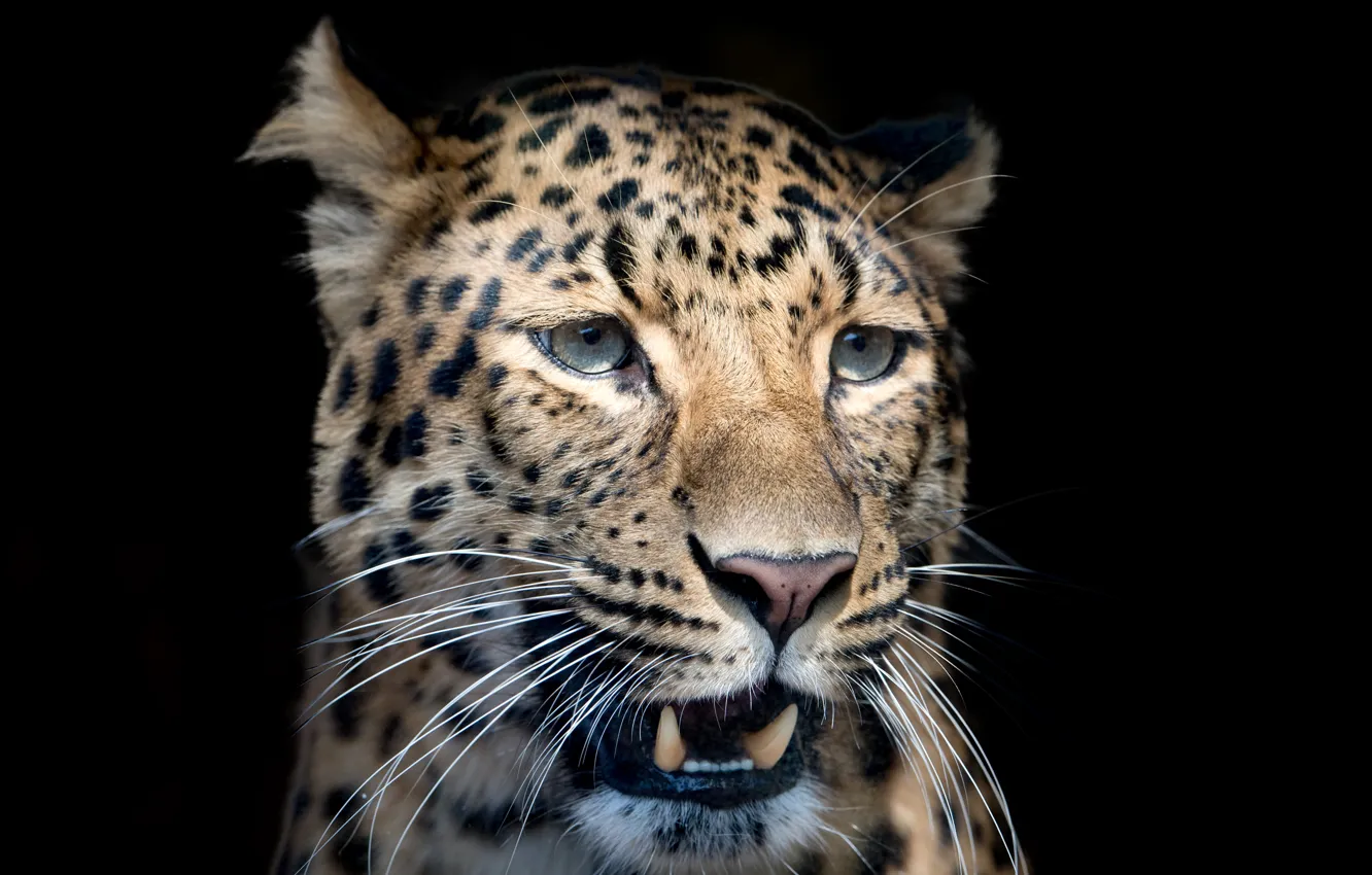 Photo wallpaper mustache, face, close-up, predator, blur, leopard, fangs, black background