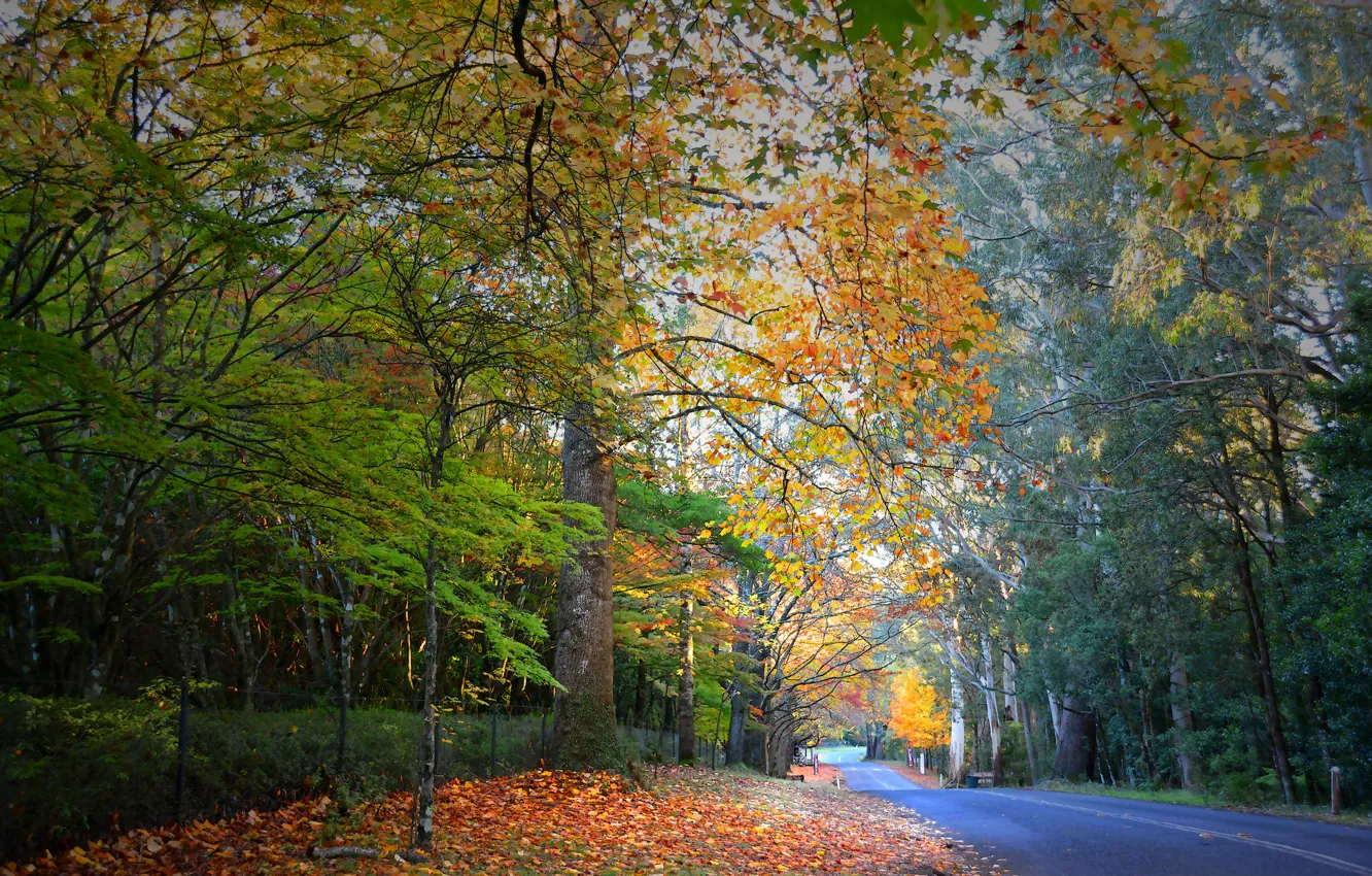 Photo wallpaper road, autumn, forest, leaves, trees