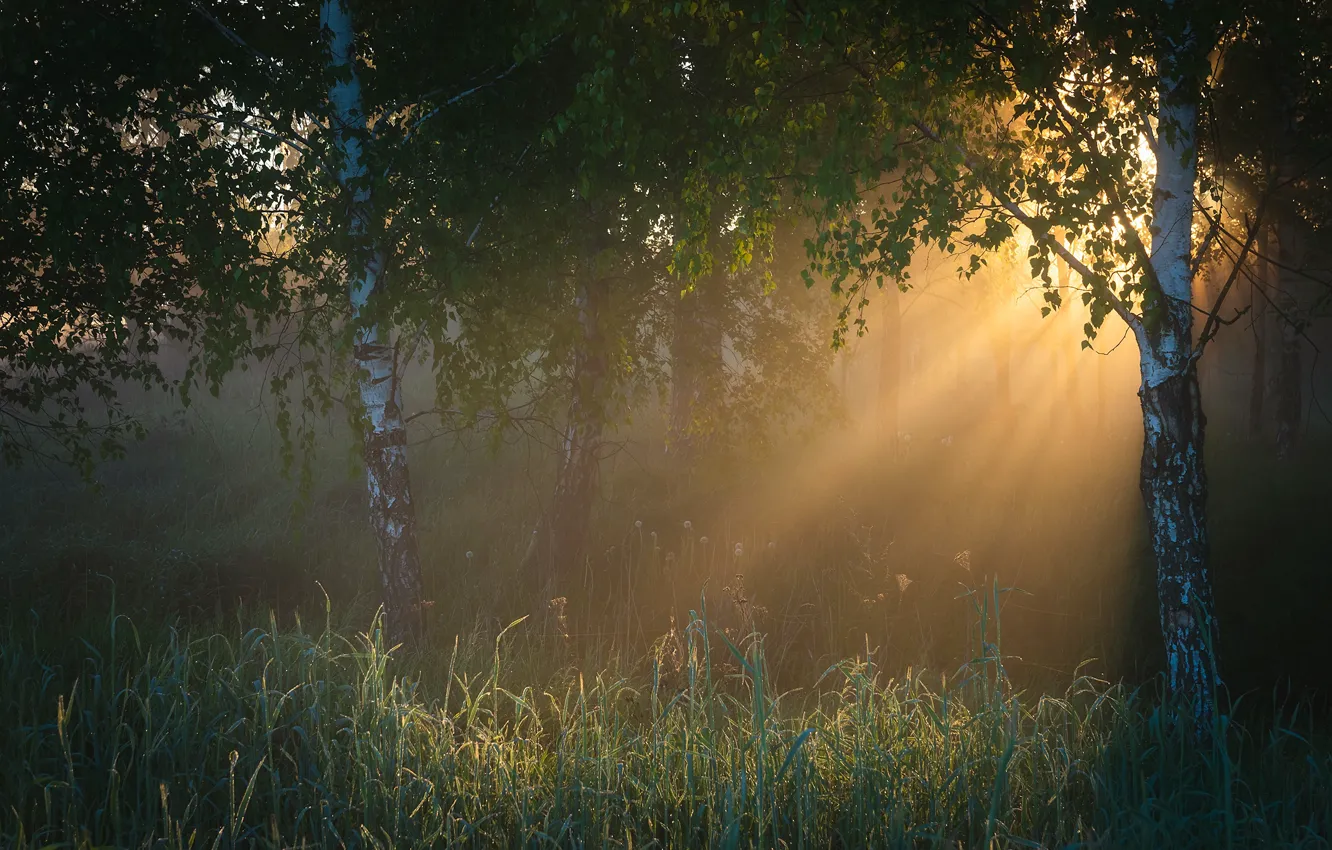 Photo wallpaper forest, fog, morning