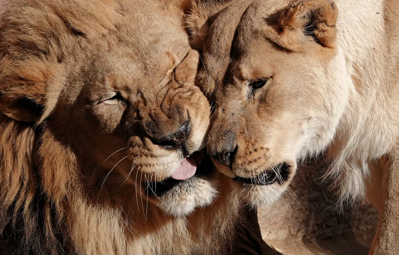 Photo wallpaper love, Leo, wild cats, lions, a couple, lioness, muzzle
