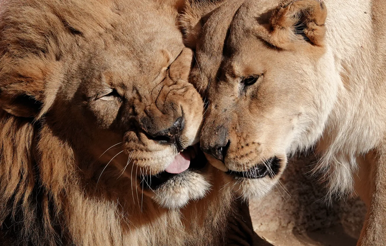 Photo wallpaper face, love, Leo, wild cats, a couple, lioness